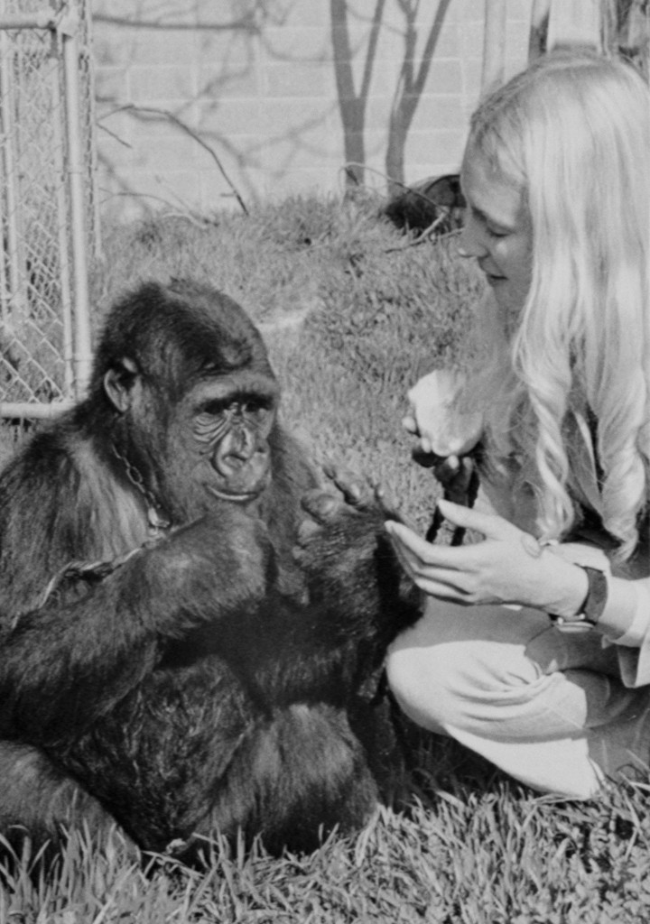 Koko The Gorilla, Koko Koko The Gorilla, Koko